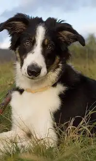 边境牧羊犬拼图好玩吗怎么玩边境牧羊犬拼图游戏介绍
