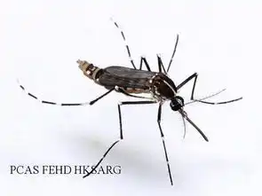 黑色的蚊子是什么品种为什么叮的包不易好
