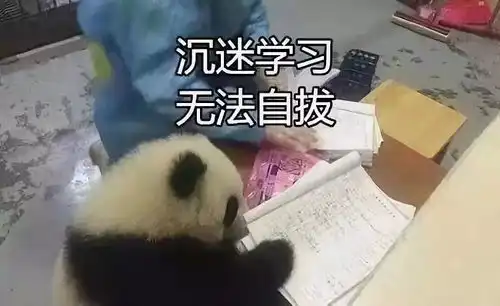 熊猫啊熊猫,你怎么能这么可爱
