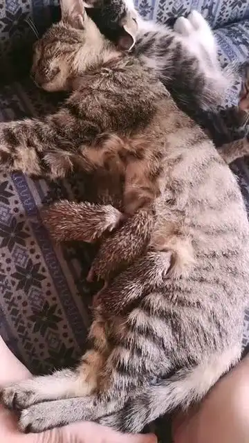猫妈妈已经习惯了四个带刺宝宝了
