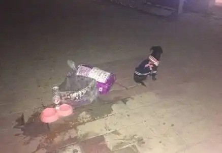 主人要回家过年,大黄委屈哭了请不要丢下我...
