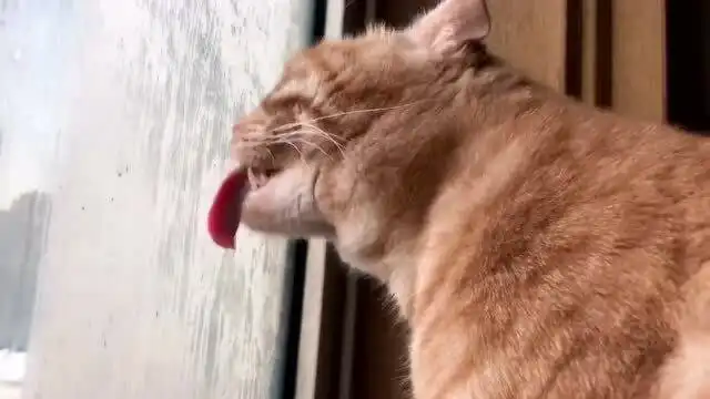 冻傻了不太聪明的样子