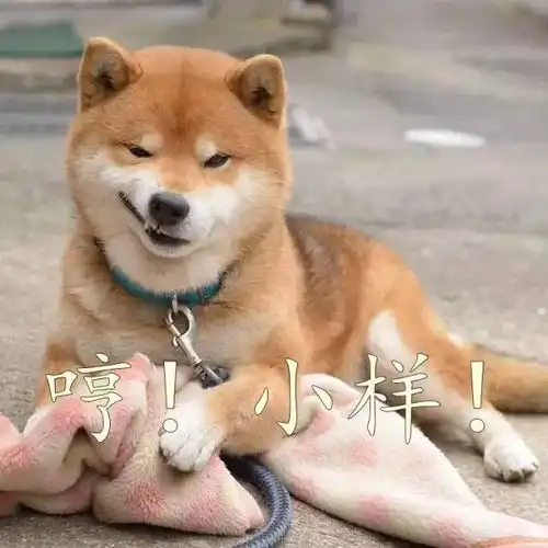 doge是柴犬吗看完柴犬表情包,网友想养狗
