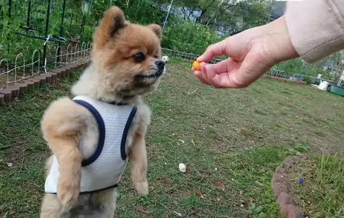 小博美凭借六块腹肌火了,最近,主人透露了它的锻炼秘诀
