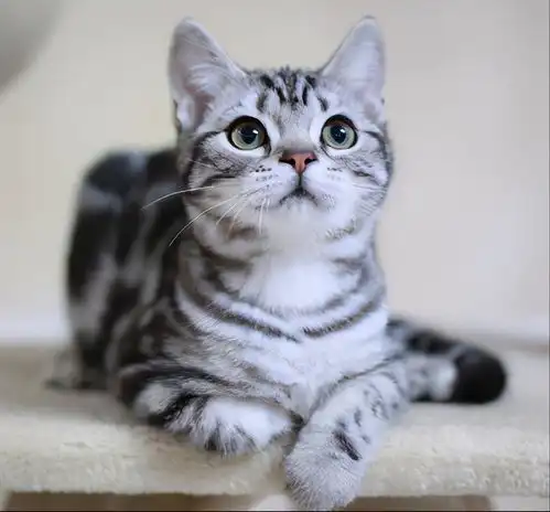 英短可爱头像猫咪