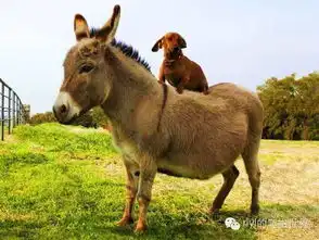 动物界懒鬼搭便车大合集,猴子骑虎不怕难下

