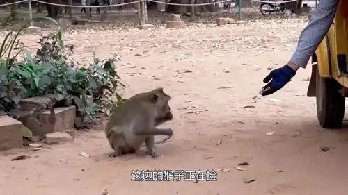 当猴子遇到玩具汽车,猴子的反应太搞笑,猴子吃个饭容易嘛

