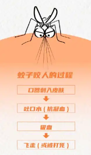 真相了为啥我的蚊子包总是又大又圆
