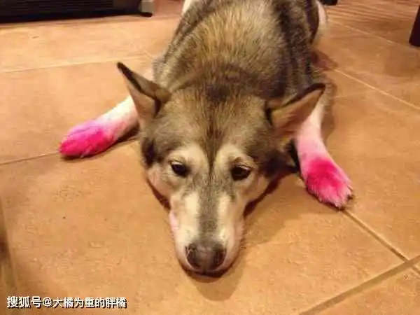 狗狗就是专为搞笑而生的10张狗狗趣图让你笑不停你家有狗狗没

