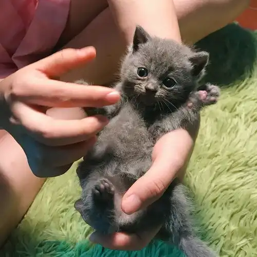 超级可爱粘人的蓝猫英短找主人哦