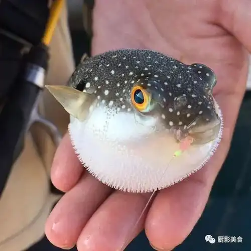 全世界的河豚都全了
