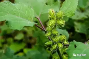 植物科普富春公园里常见的100种花草都在这里了
