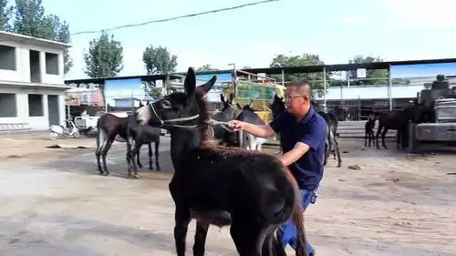 小萌驴过地磅,牵着不走,打也不走,这情景真搞笑
