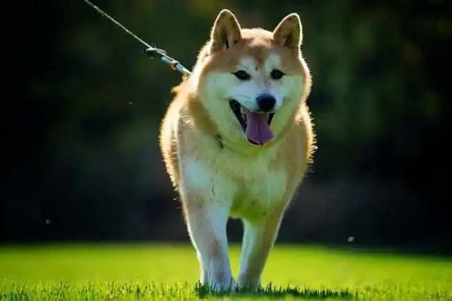 16万拍走网红柴犬,新主人首次发声我的钱也不是大风刮来的,但登登承载了太多的爱
