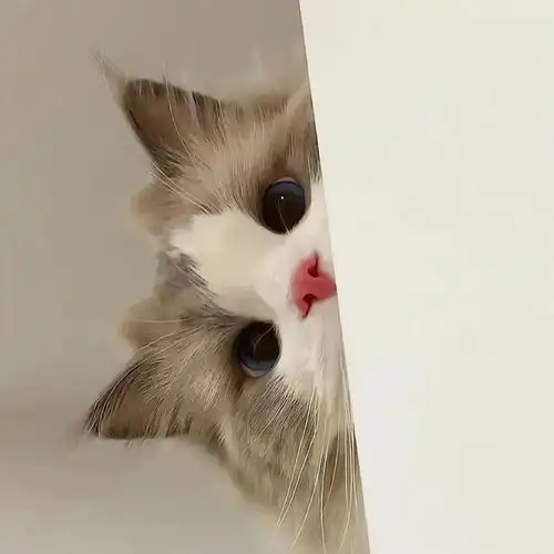 wechat搞怪猫咪头像
