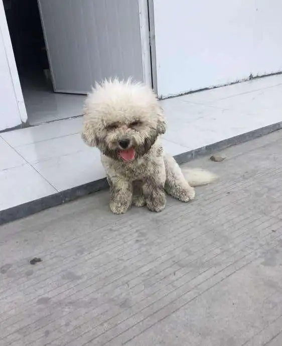 比熊犬的这6大缺点,让人很揪心,看完还敢养的都是真爱
