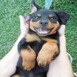 你做好准备养一只罗威纳犬了吗
