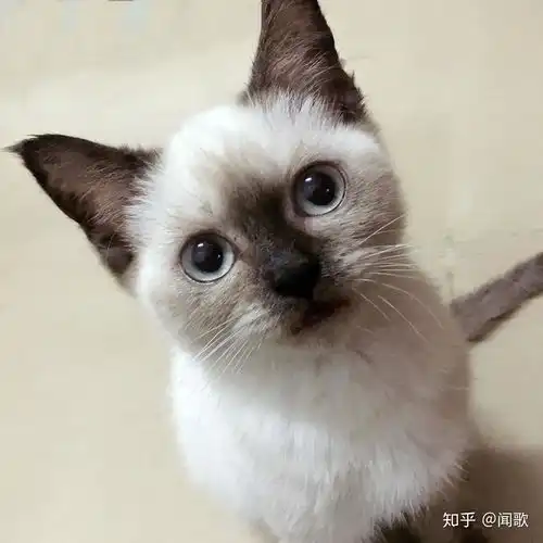英短可爱头像养猫