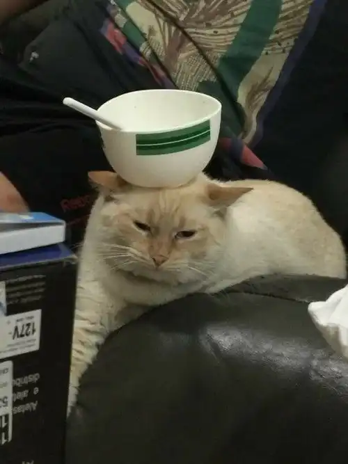 大妈偷猫粮煮粥吃中毒了,报警说有人投毒,结局大反转
