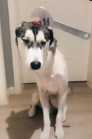 二哈图片搞笑看门