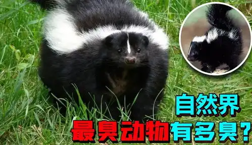 世上放屁最臭的动物,比黄鼠狼还臭几倍,一个屁能污染800米
