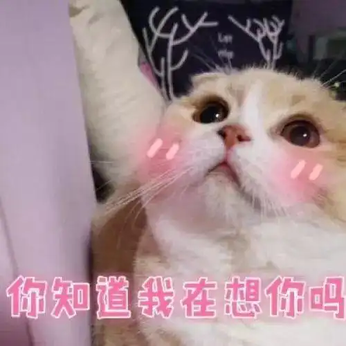 鉴别你的猫是直男还是gay养公猫和母猫有什么区别呢
