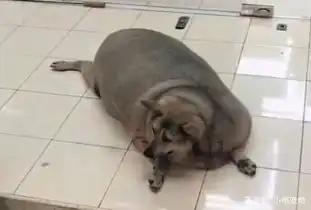 远看店门口躺着只猪,刚打算掏出手机拍照,凑近一瞧笑不出来
