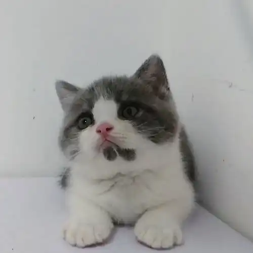 自家养的英短小猫找新家