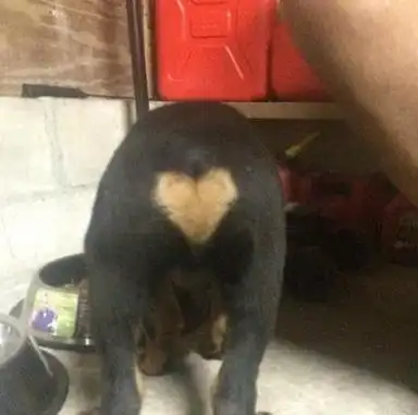 哈士奇登上狗生巅峰让家里橘猫给它顺毛,二哈翻身做主子了
