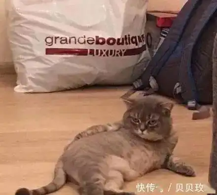 直接看搞笑图神配文吧,我已经笑得说不出话了