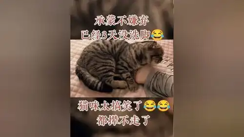 萌宠万物皆有灵性搞笑专治不开心猫咪的迷惑行为猫咪我爱中华田园猫宠物铲屎官的乐趣
