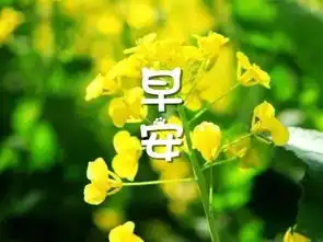 早安心语配带字的唯美早安图片
