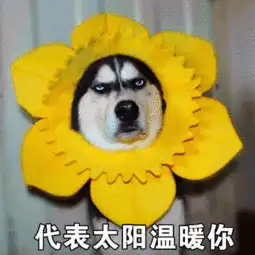 搞笑图片20181225哈士奇表情包
