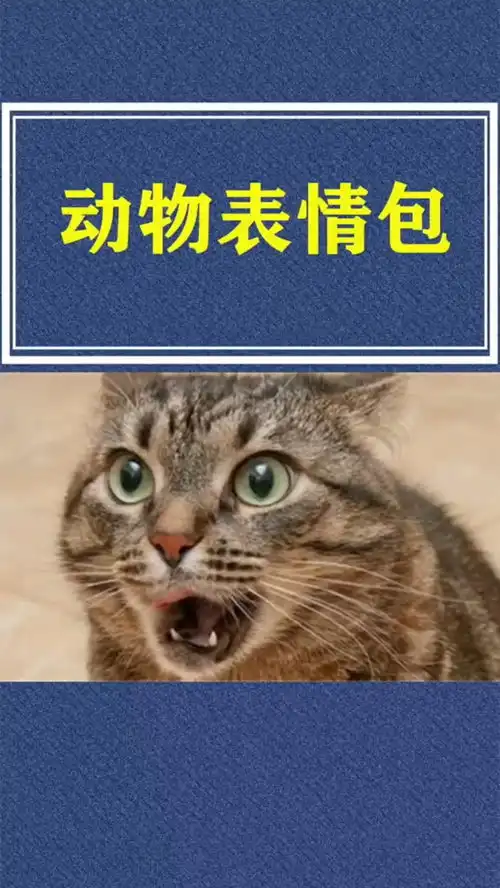 动物们的表情包,太搞笑了吧冷知识大开眼界
