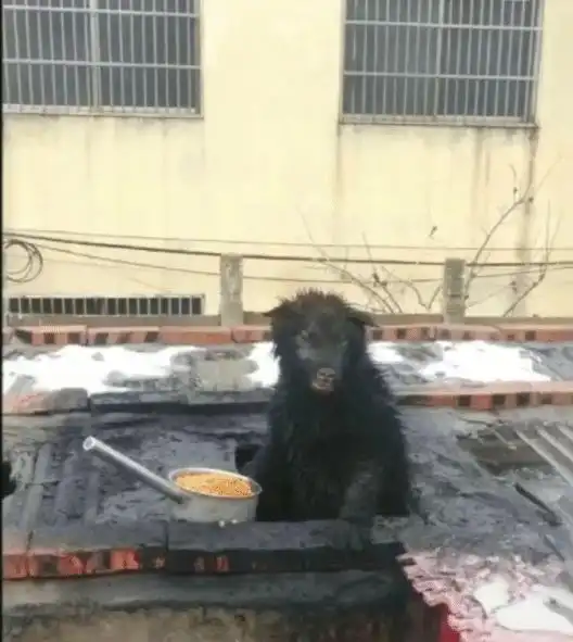 清朝一律要留辫子,那秃顶的人怎么办哈哈哈笑出腹肌
