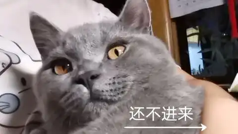 用纸盒给猫咪做一个猫抓板式小房子,还不进来看看节俭必用好看好玩哔哩哔哩bilibili
