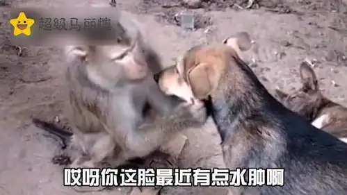 爆笑猴子给狗子看病,一个敢看一个敢看
