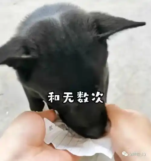 农村狗子服用狗粮,评论区带偏到嗑药的既视感,太搞笑了
