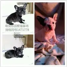 山东萌宠乐园繁殖基地供应产品
