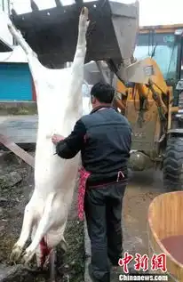 老农无力杀猪过年找挖掘机来帮忙
