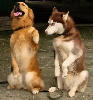 雅安哈士奇幼犬价格
