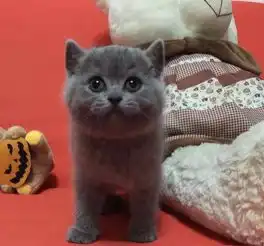 出售自家繁殖猫咪