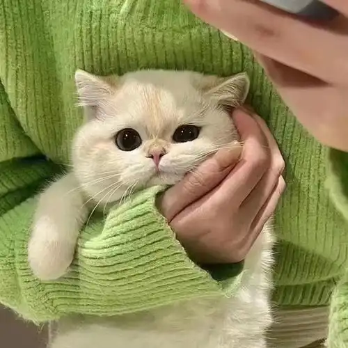 wechat搞怪猫咪头像
