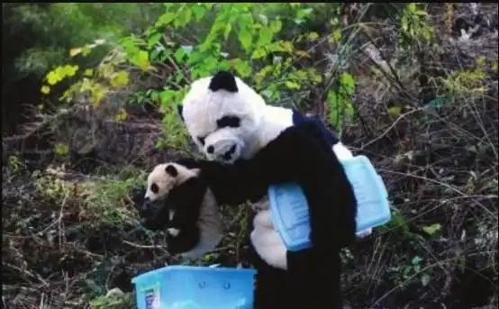 熊猫是我国特有的国宝,如今仅有两只不属于我国,它们住在墨西哥
