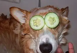 禽兽控萌物大集合,看看你最萌哪只
