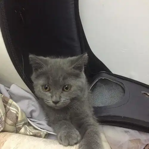 有没有想养英短蓝猫的