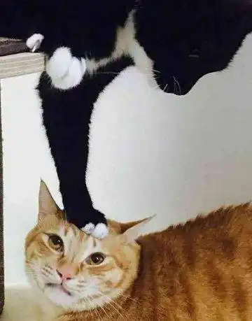奶牛猫作死欺负橘猫,下一秒却被扁成表情包,网友一看笑喷

