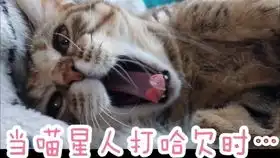 狸花猫学舌比鹦鹉学的还好
