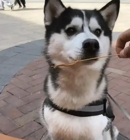 二哈送乡下奶奶家,简直太可怕了,狗子我不饿,奶奶不你饿
