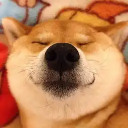 呆萌柴犬成火车站长简直萌翻天了融化网友的心图
